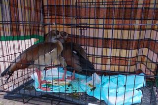 Nielegalna hodowla ptaków pod Dobrzanami