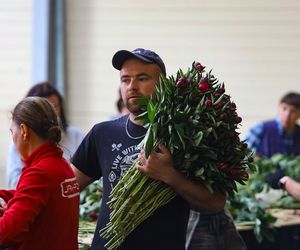 Królewskie kwiaty z Brzozia podbijają świat 