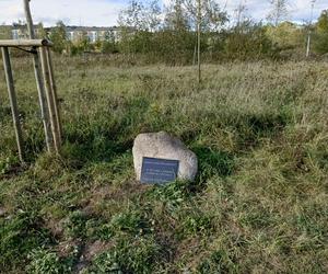 Gaj Matek i Ojców w Gdańsku zaniedbany. Miał być symboliczny park, są uschnięte drzewa i wysoka trawa