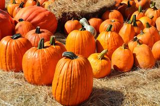 Farmy dyniowe w Warszawie i okolicach. Gdzie wybrać się na jesienną wycieczkę?