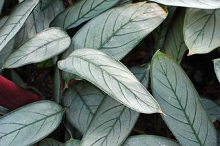 Ctenanthe - wymagania, pielęgnacja, uprawa w doniczce