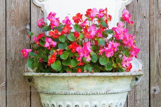 Wytrzymałe kwiaty na balkon - zdjęcia