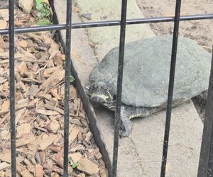 Zaglądamy do mieszkańców bydgoskiego ZOO. Kto mieszka w sercu Myślęcinka?