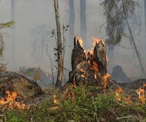 Zagrożenie pożarowe w lasach. Alert RCB dla powiatu bydgoskiego 