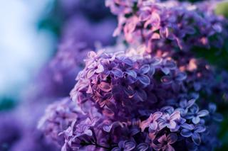 Kwiaty bzu postoją w wazonie nawet dwa tygodnie! Dodaj do wody jedną rzecz 