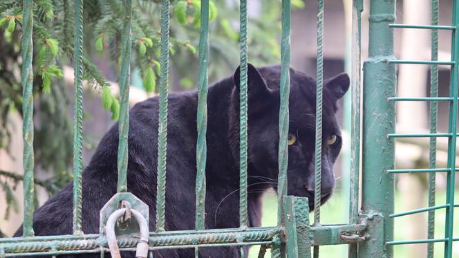 Pomysł na wycieczkę niedaleko Lublina? Zoo w Wojciechowie to idealny kierunek!