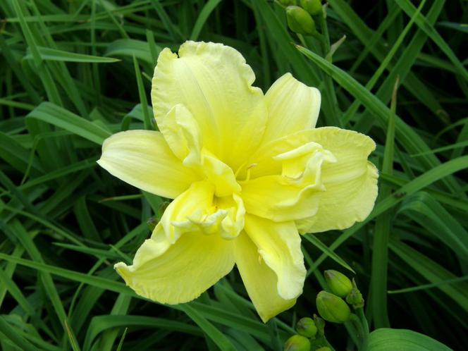 liliowce