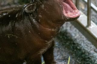 W łódzkim zoo urodził się hipopotam