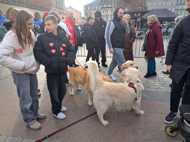 33. Finał WOŚP z grupą krakowskich Golden Retrieverów