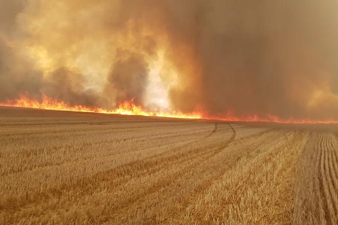 Lubelskie - pożar ścierniska, akcja strażaków