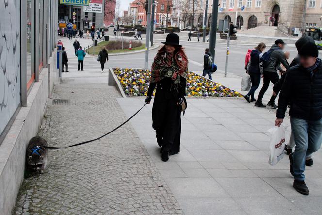 Przygarnęłam szopa