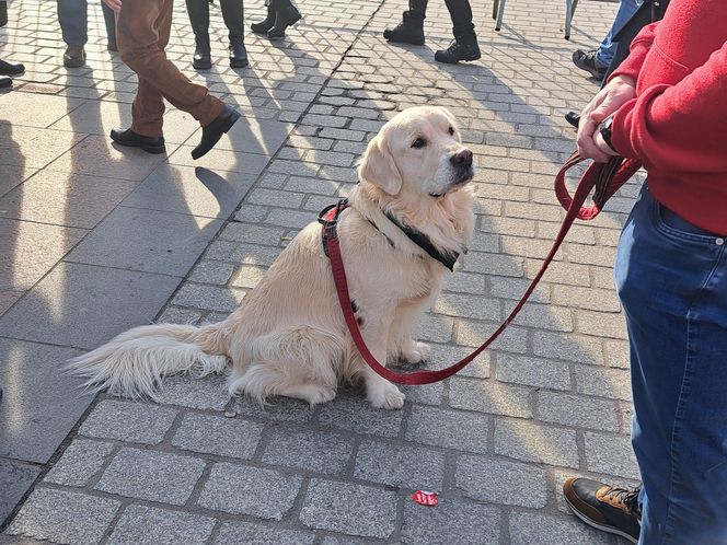 33. Finał WOŚP z grupą krakowskich Golden Retrieverów