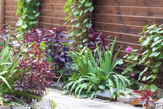 Rosliny przy ogrodzeniu
