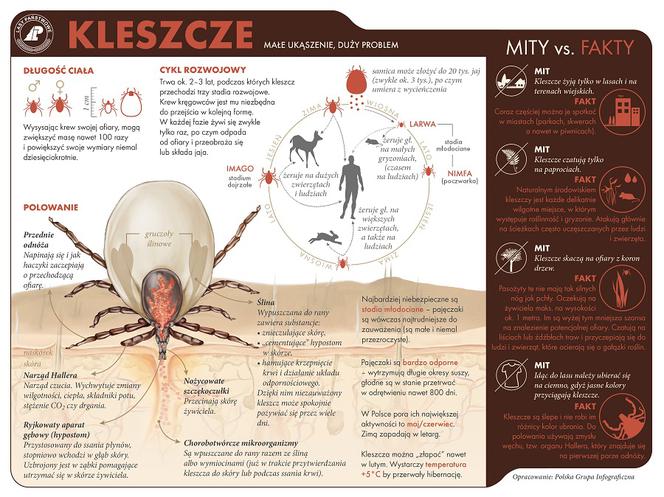 Kleszcze przenoszą boreliozę i kleszczowe zapalnie opon mózgowych