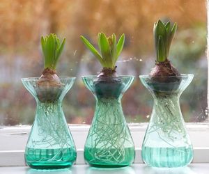 Jak pędzić hiacynty w wodzie i w ziemi?