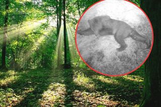 Niedźwiedź na Podlasiu. Nietypowy gość uchwycony na zdjęciu!