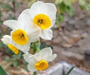 Narcyzy (Narcissus)