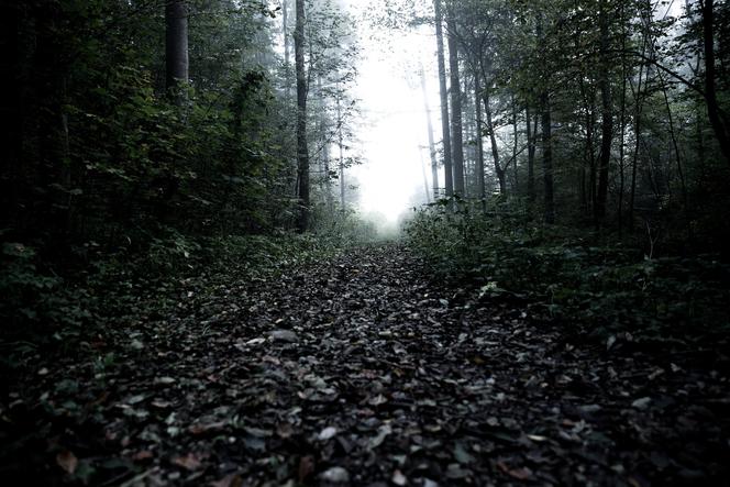 Toruń. Makabryczne odkrycie w lasku na Wrzosach! Wstępne ustalenia szokują