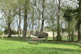 W Łęcznej znajdziecie najdziwniejszych park jurajski w Polsce. Zobacz zdjęcia!