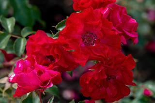 Róże rabatowe - gdzie je najlepiej sadzić w ogrodzie? Jak uprawić? Ciekawe odmiany róż rabatowych