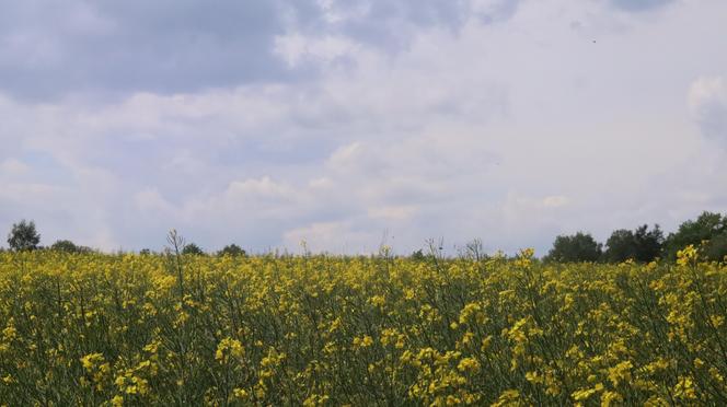 Chcesz zdjęcie? To się pospiesz! Rzepaki powoli zaczynają przekwitać [GALERIA]