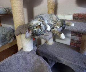 Poszukiwani wolontariusze do Kociarni w Lesznie