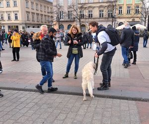 33. Finał WOŚP z grupą krakowskich Golden Retrieverów