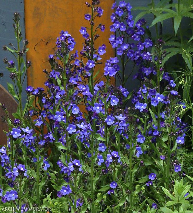 Fioletowe kwiaty ogrodowe: farbownik lazurowy