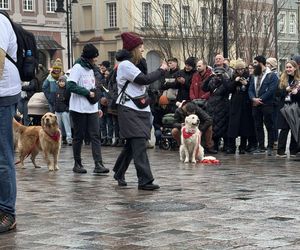 Golden Retriever WOŚP w Poznaniu