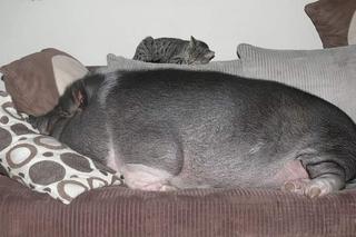 Stefan zaginął. Trwają poszukiwania prosiaka