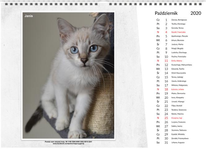 Wyjątkowy kalendarz dla "kociarzy". Najpiękniejsze koty przygarnięte przez społeczny komitet [ZDJĘCIA, WIDEO]