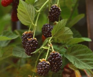 Jeżyna bezkolcowa - Rubus fruticosus