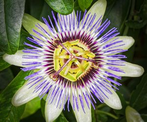 Passiflora – egzotyczna męczennica