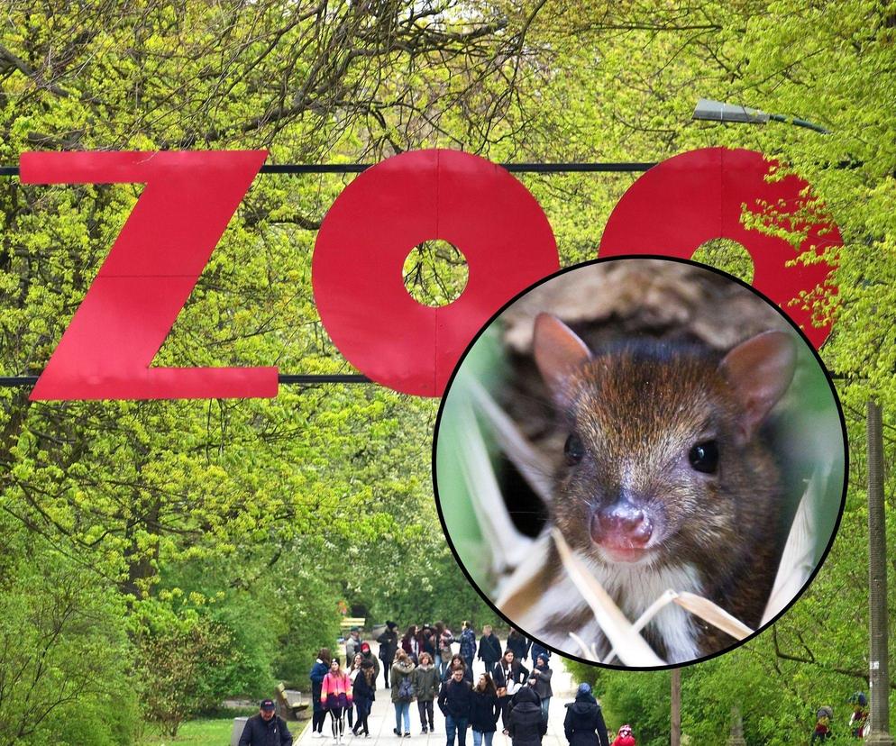 zoo myszojeleń