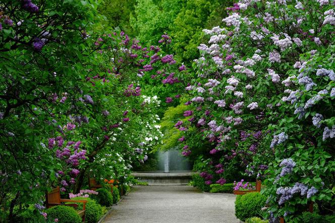 W Warszawie otwarto Ogród Botaniczny! Jeszcze zdążycie zobaczyć tulipany