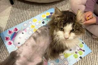 Skandal w Nasz Nowy Dom. Zrobili z CHOREGO kota maskotkę show