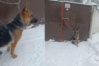 Przywiązał psa do bramy schroniska w śnieżycę! Pracownicy oburzeni 