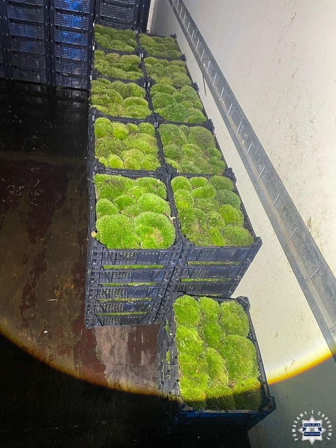 60-latek kradł mech z lasu