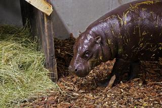 Zoo Zamość: Hipopotamica Fupi wyjdzie na wybieg