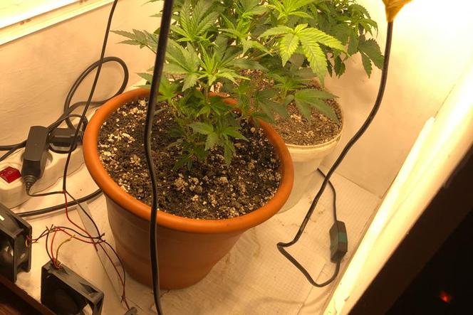 25-latek z powiatu górowskiego hodował w domu marihuanę