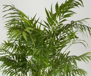 Chamedora wytworna (chamedora wyniosła, palma koralowa) - Chamaedorea elegans