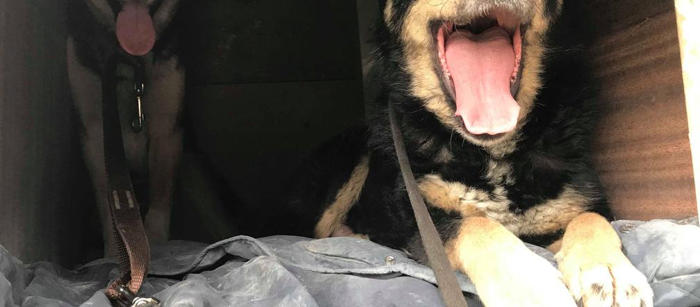 Zła pani zakopała jej szczeniaczki