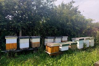 Śliwkowy sad pod Bydgoszczą. Drzewa uginają się pod ciężarem owoców, można rwać i brać za pół ceny!