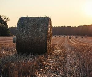 To największe wsie w woj. lubelskim. Sprawdź, w których miejscowościach w regionie mieszka najwięcej osób! 