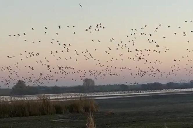 Jesienne migracje gęsi