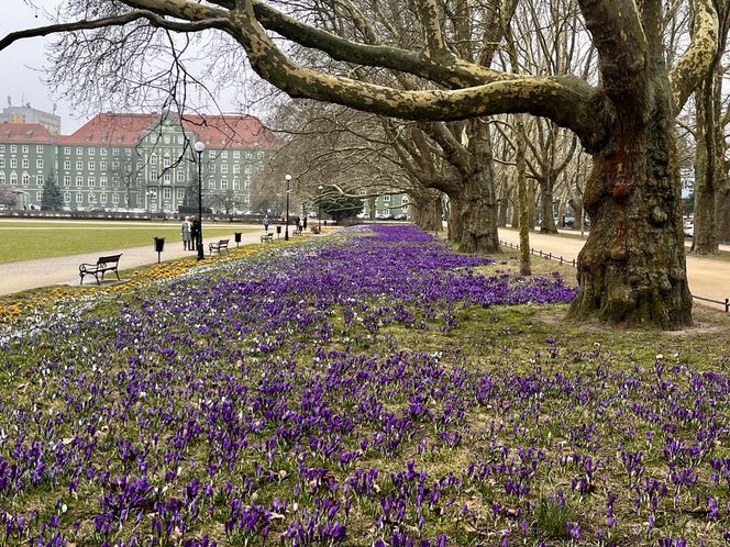 Krokusy w Szczecinie 