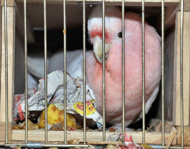 Bardzo drogie papugi zatrzymane w Korczowej