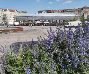 Rynek Łazarski w Poznaniu