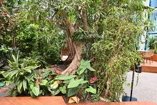 Ogród botaniczny wśród wieżowców