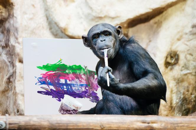 Obraz szympansicy Lucy